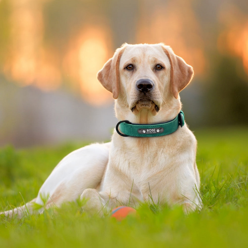 Duggido Personalized Dog Collars